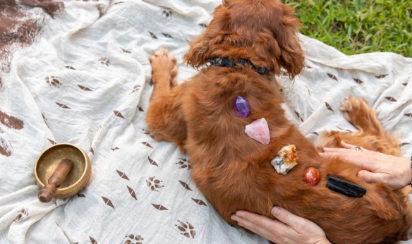 爆卖1300万，热度飙升3150%！宠物水晶赛道正爆发 | 行业热点